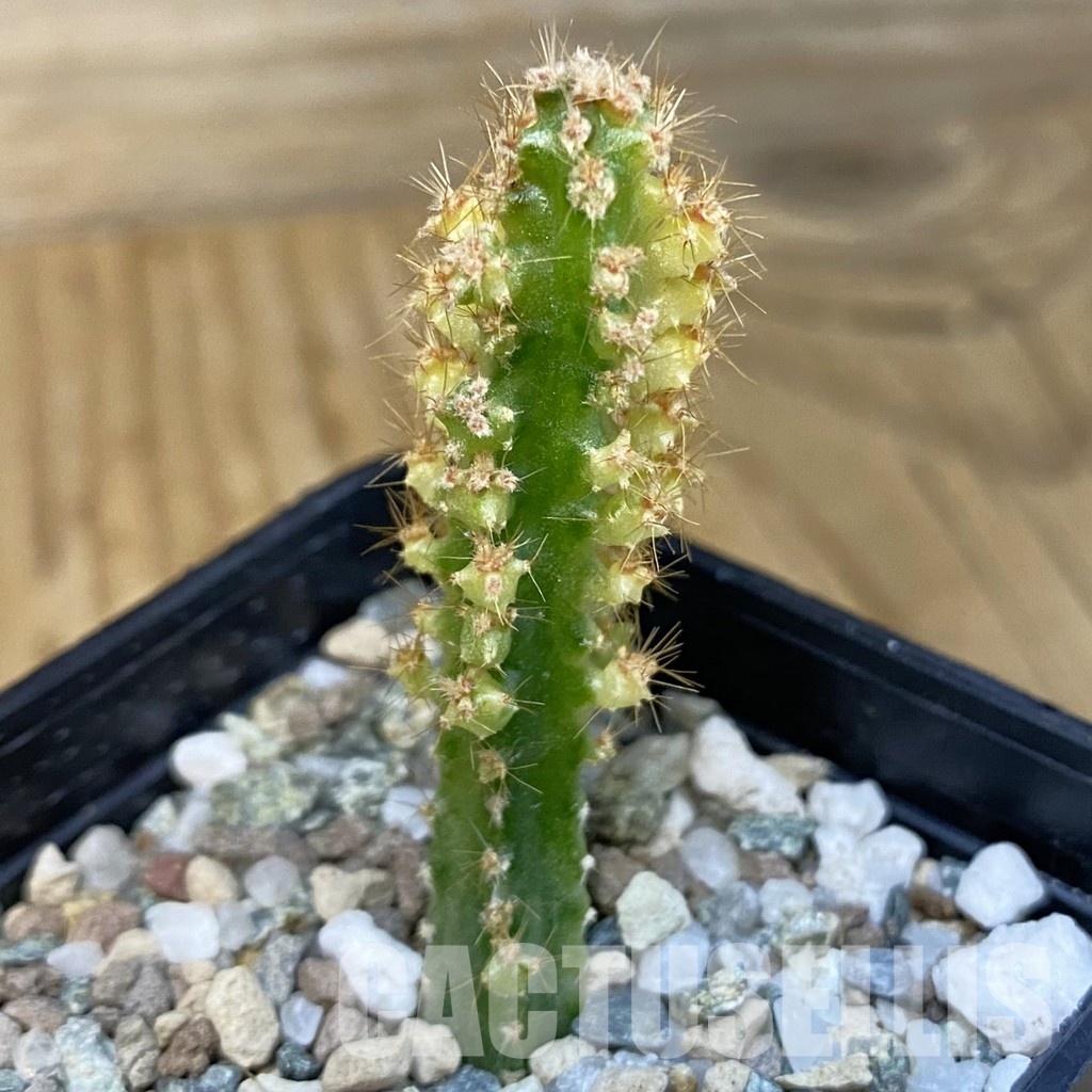 SH31425 Cereus tetragonus f. variegata