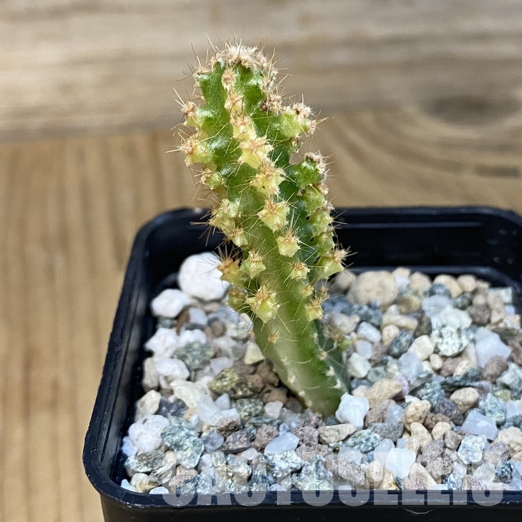 SH31425 Cereus tetragonus f. variegata - Image 2