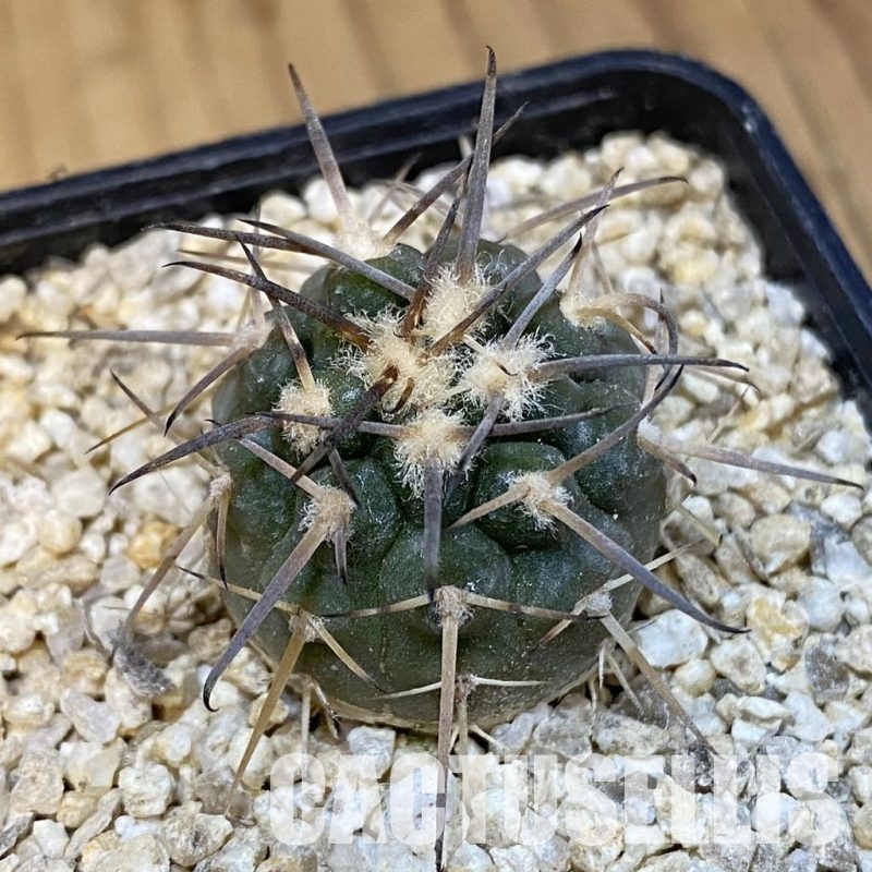 SH31426 Gymnocalycium spegazzinii v. major