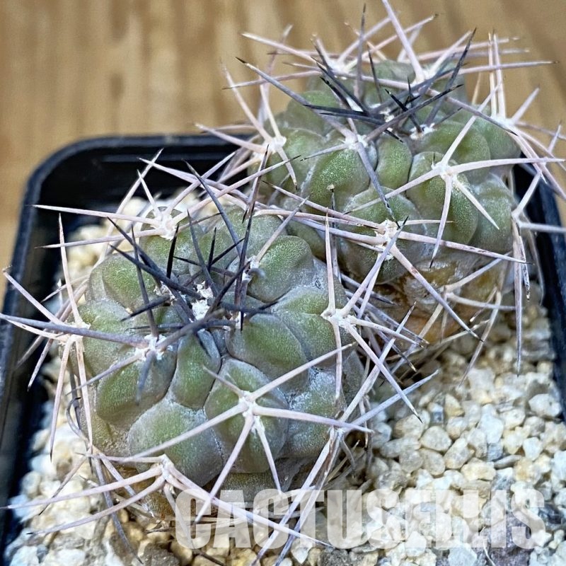 SH31427 Acanthocalycium aff. glaucum
