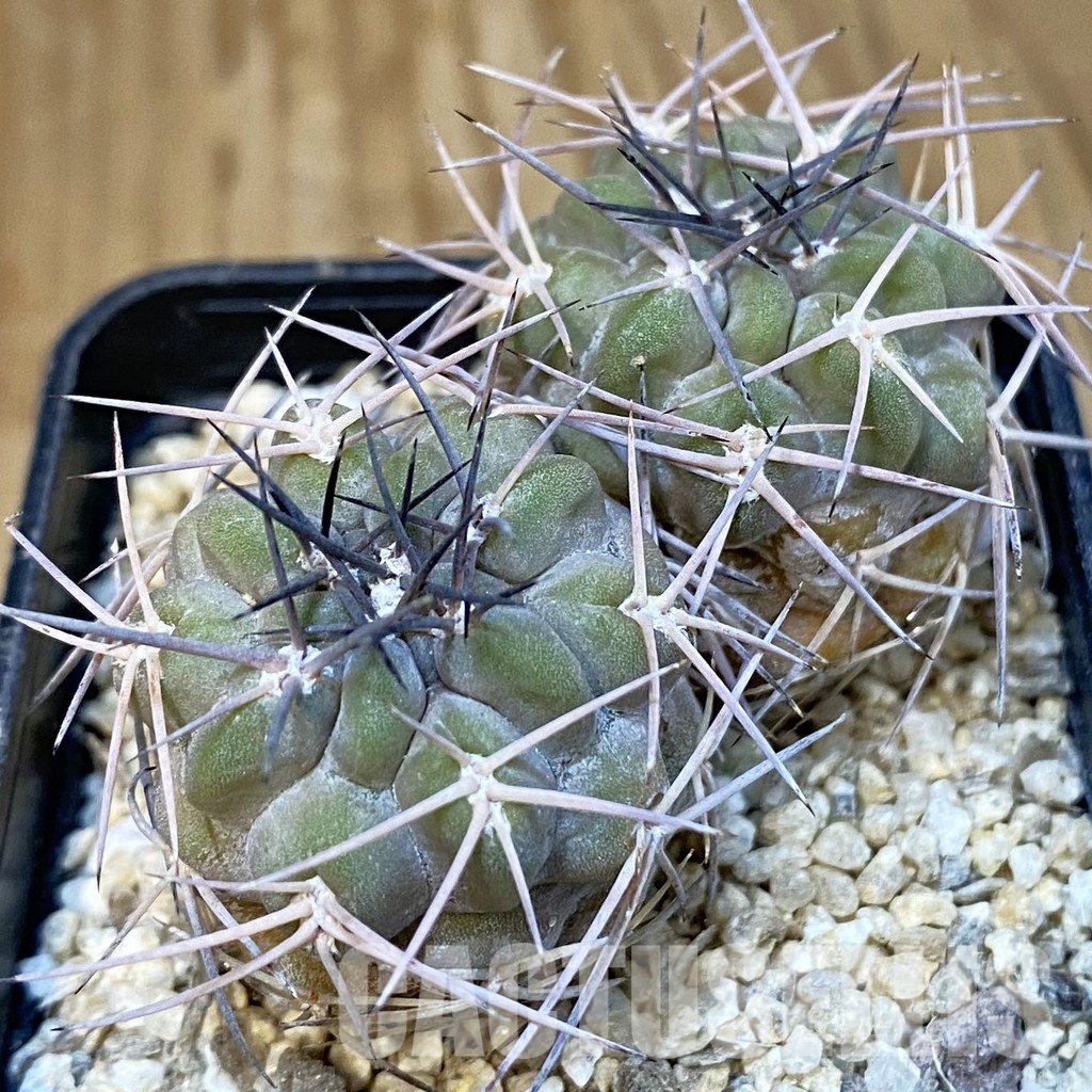 SH31427 Acanthocalycium aff. glaucum