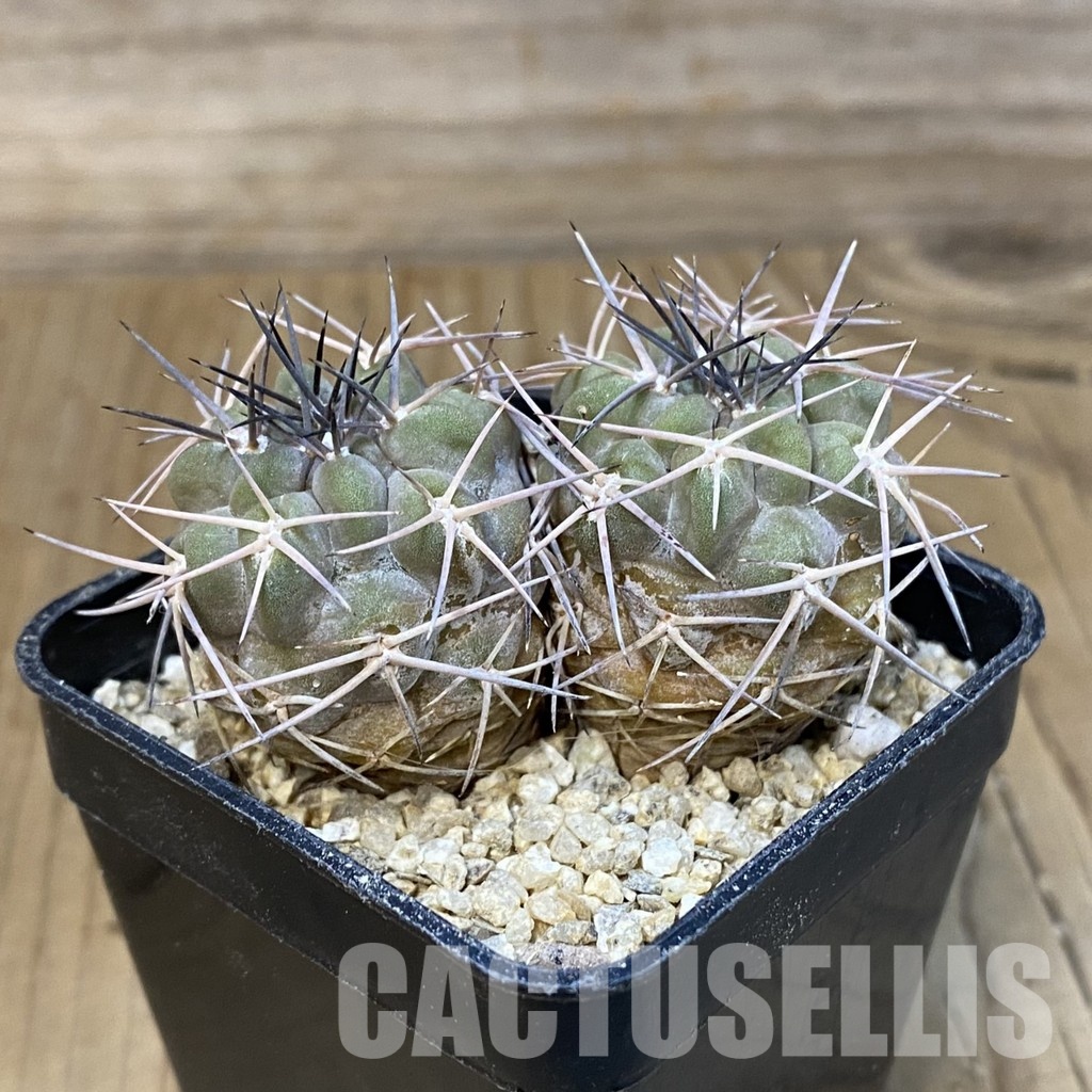SH31427 Acanthocalycium aff. glaucum - Image 2