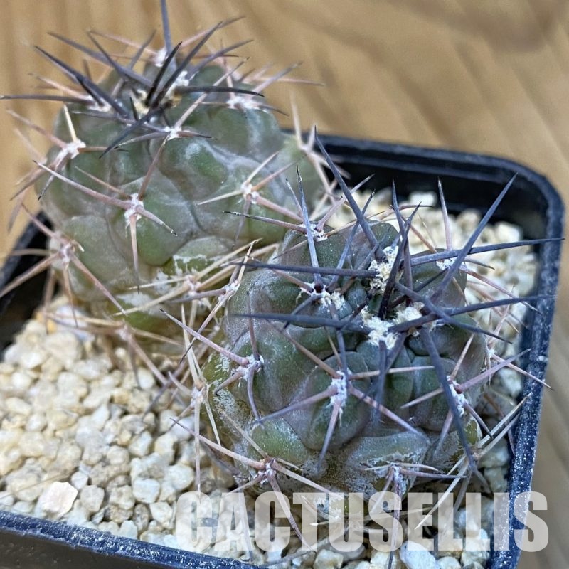 SH31428 Acanthocalycium aff. glaucum