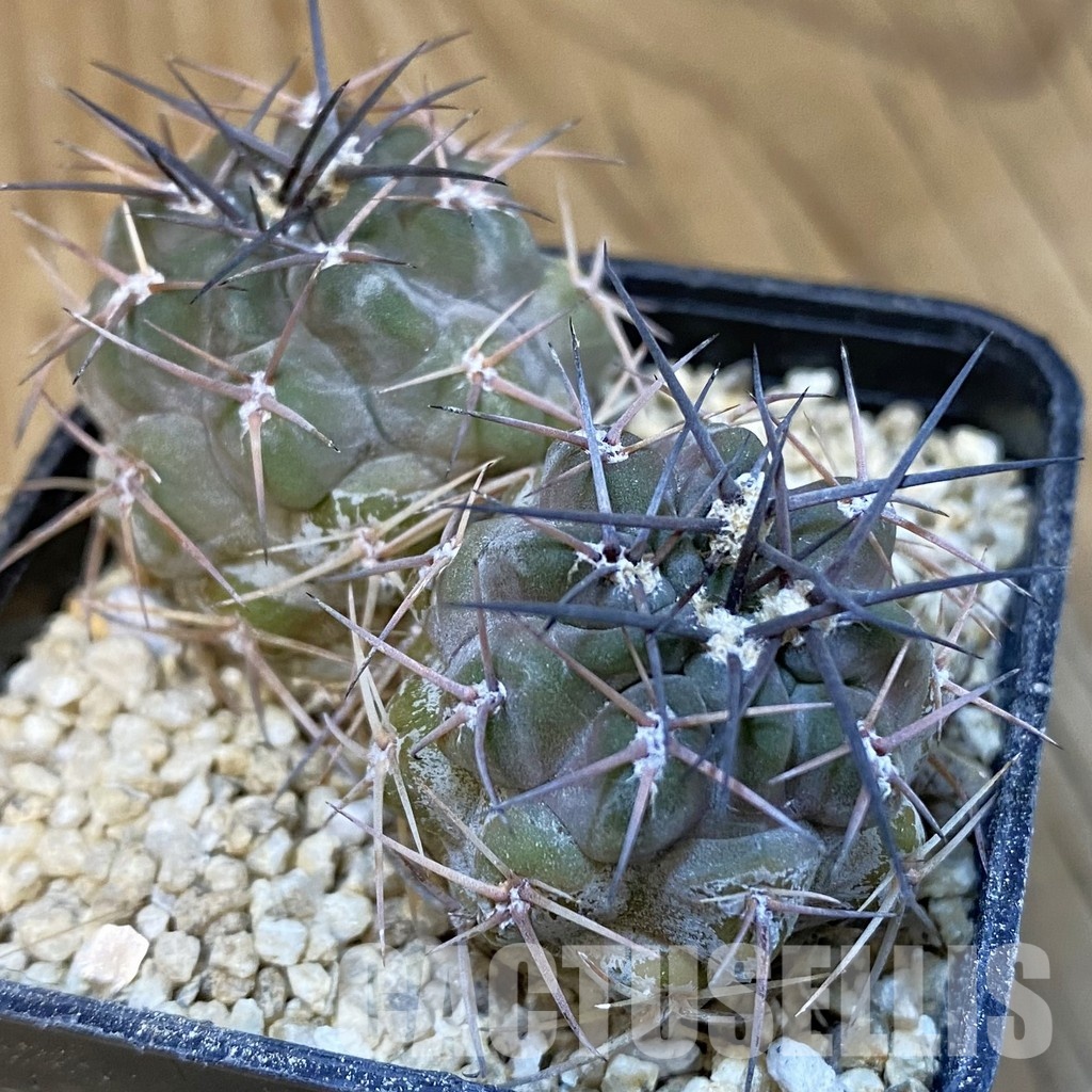 SH31428 Acanthocalycium aff. glaucum