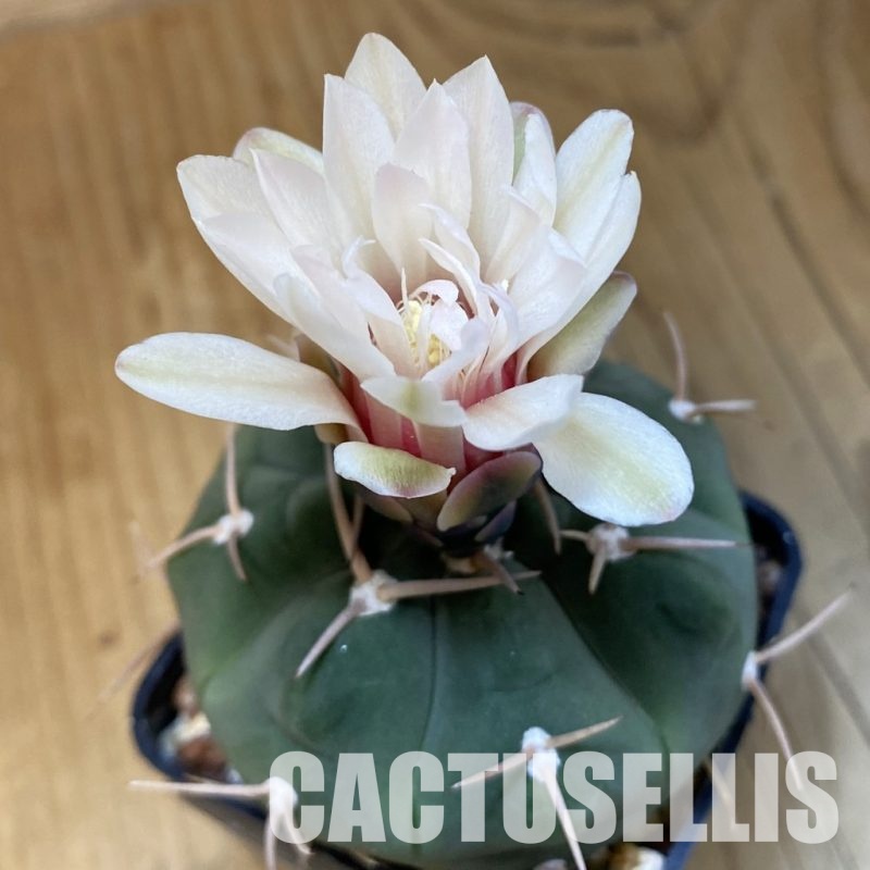 SH31429 Gymnocalycium bayrianum