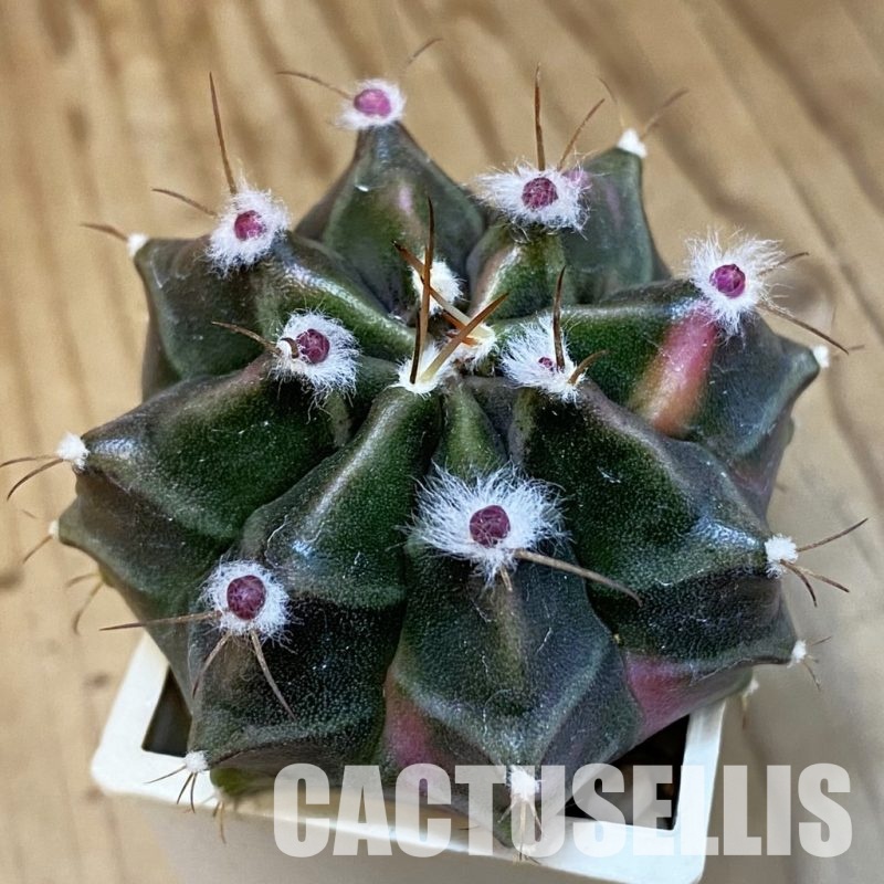 SH31430 Gymnocalycium mihanovichii f. variegata