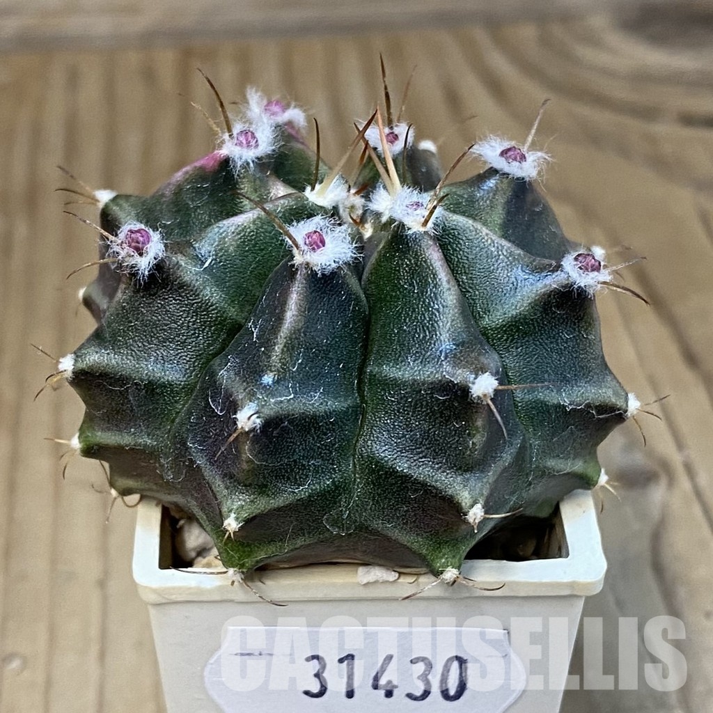 SH31430 Gymnocalycium mihanovichii f. variegata - Image 2