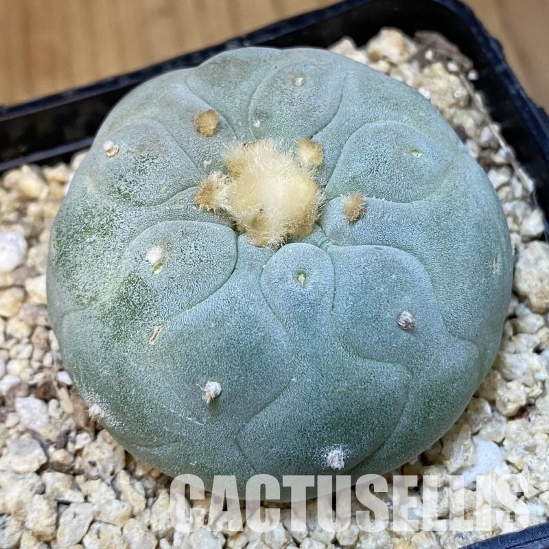 SH31431 Anhalonium frichii hybrid, seedling, own roots