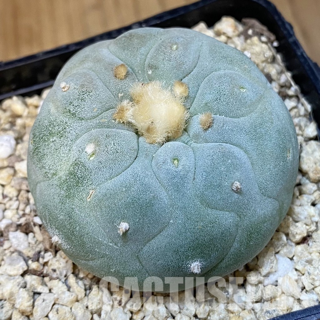 SH31431 Anhalonium frichii hybrid, seedling, own roots