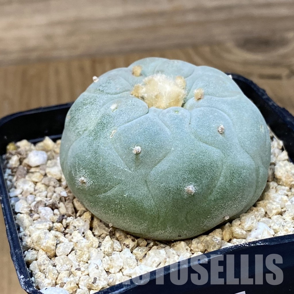 SH31431 Anhalonium frichii hybrid, seedling, own roots - Image 2