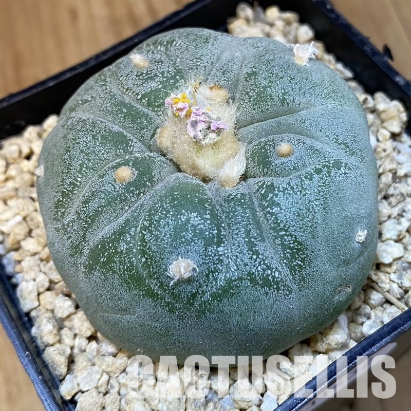 SH31432 Anhalonium frichii hybrid, seedling, own roots