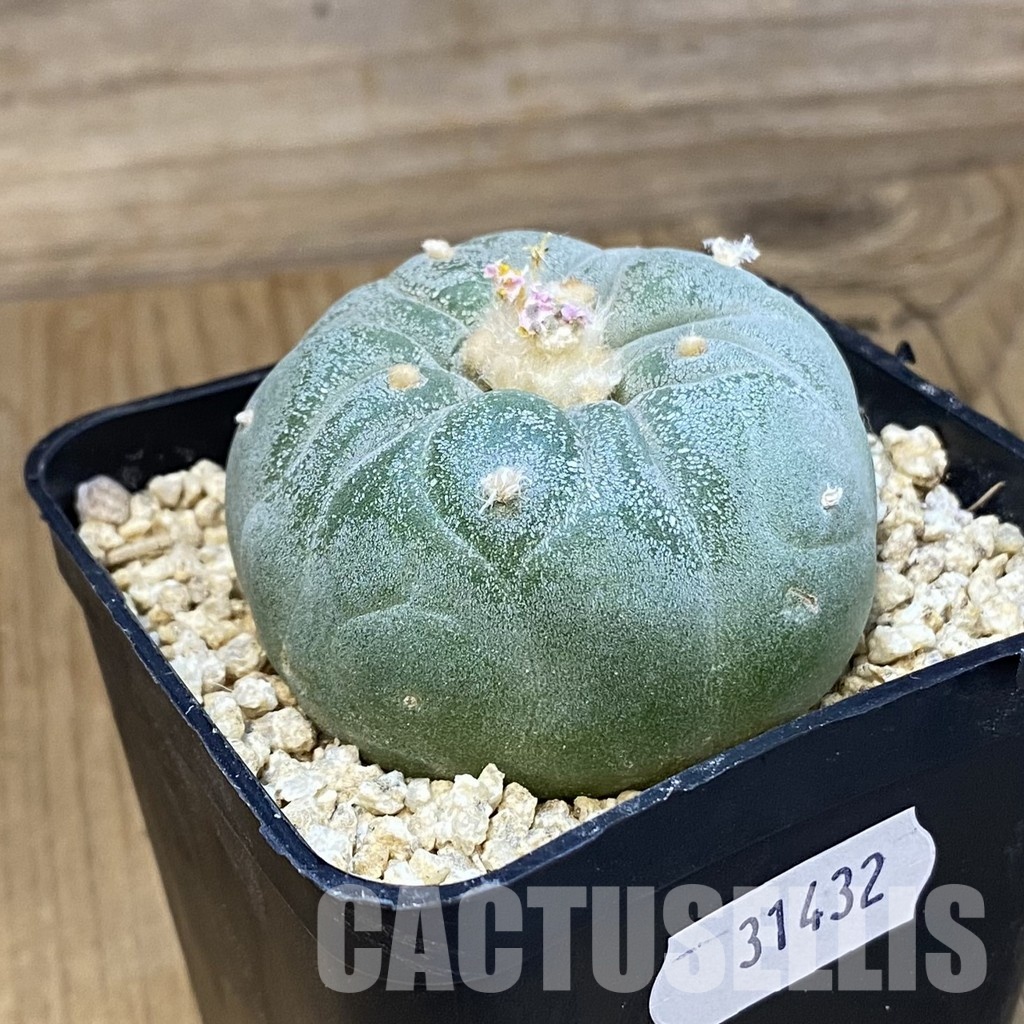 SH31432 Anhalonium frichii hybrid, seedling, own roots - Image 2