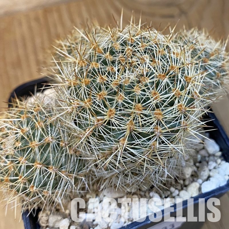 SH31433 Mediolobivia sp., 6 years old