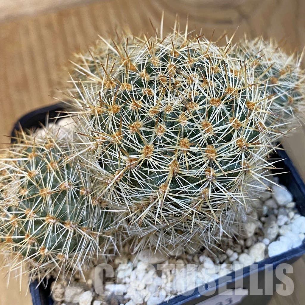 SH31433 Mediolobivia sp., 6 years old