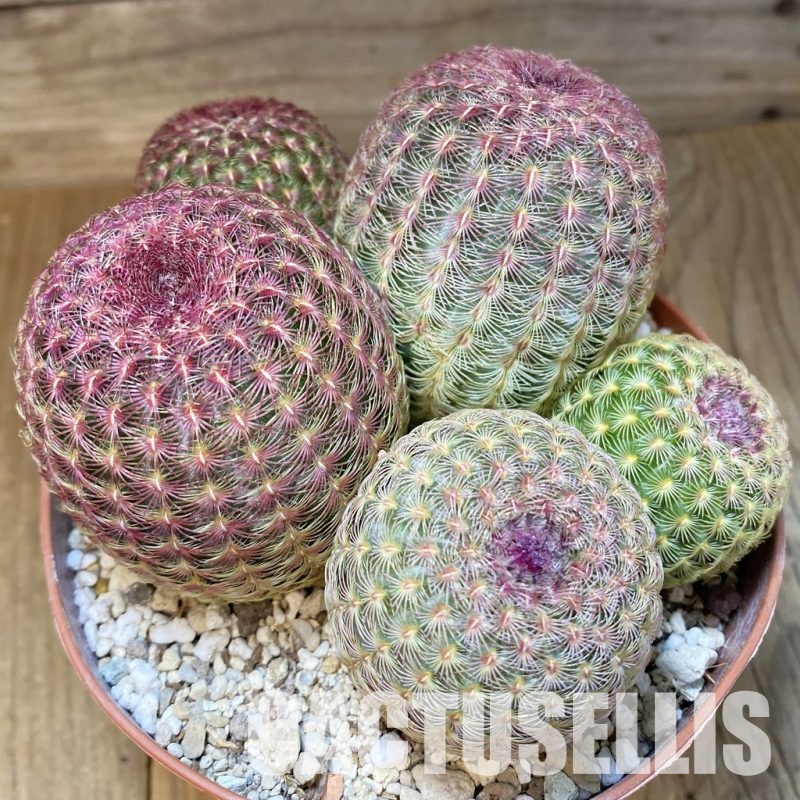 SH31371 Echinocereus rigidissimus v. rubispinus