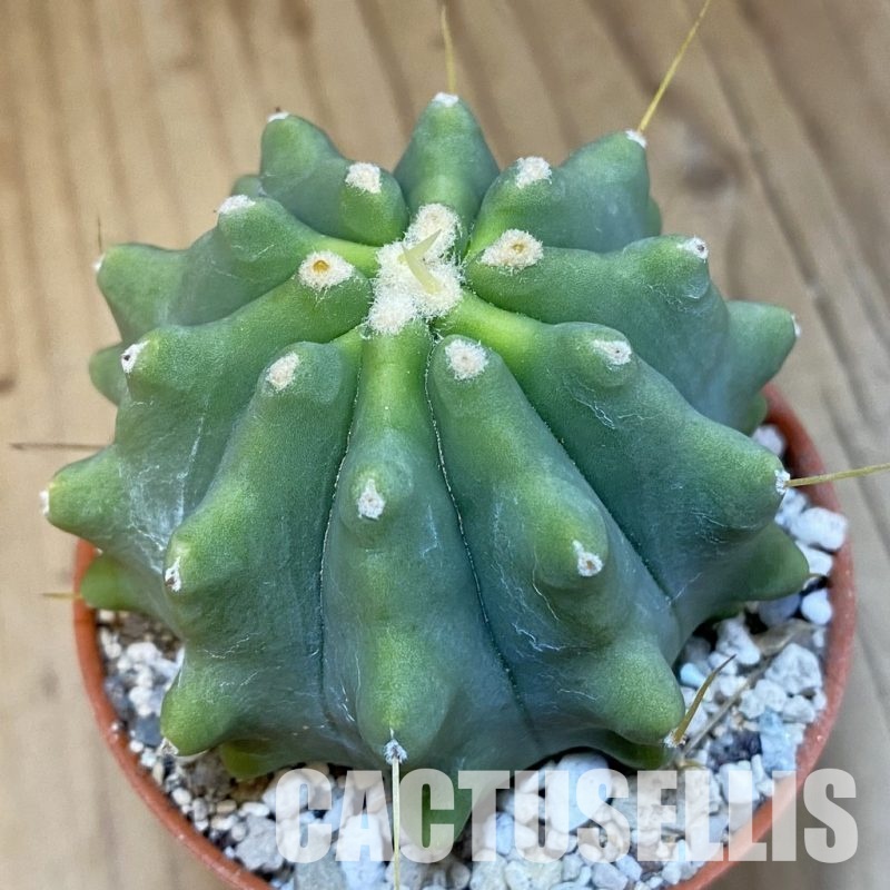 SH31376 Ferocactus glaucescens f. inermis