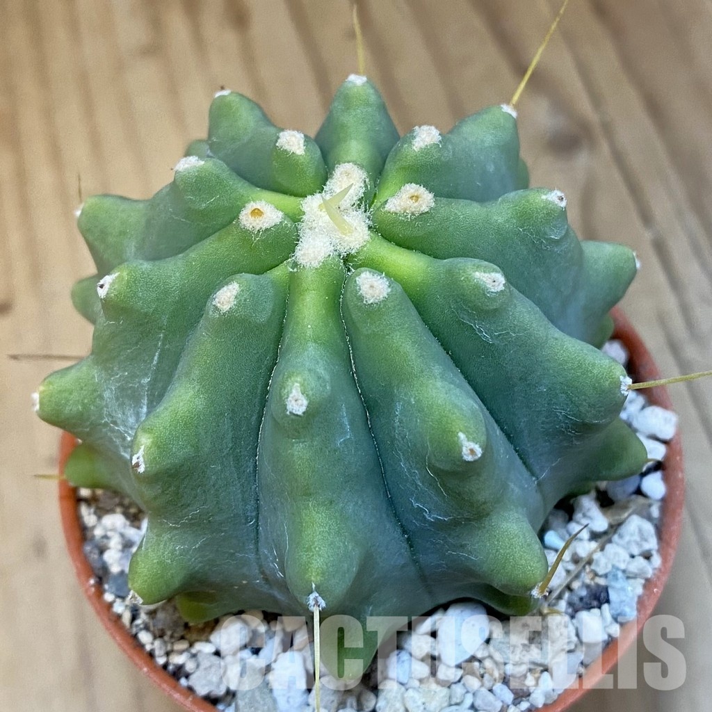 SH31376 Ferocactus glaucescens f. inermis