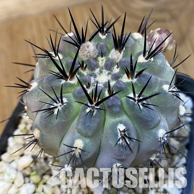 SH30434 Eriosyce deherdtiana, 7 years old