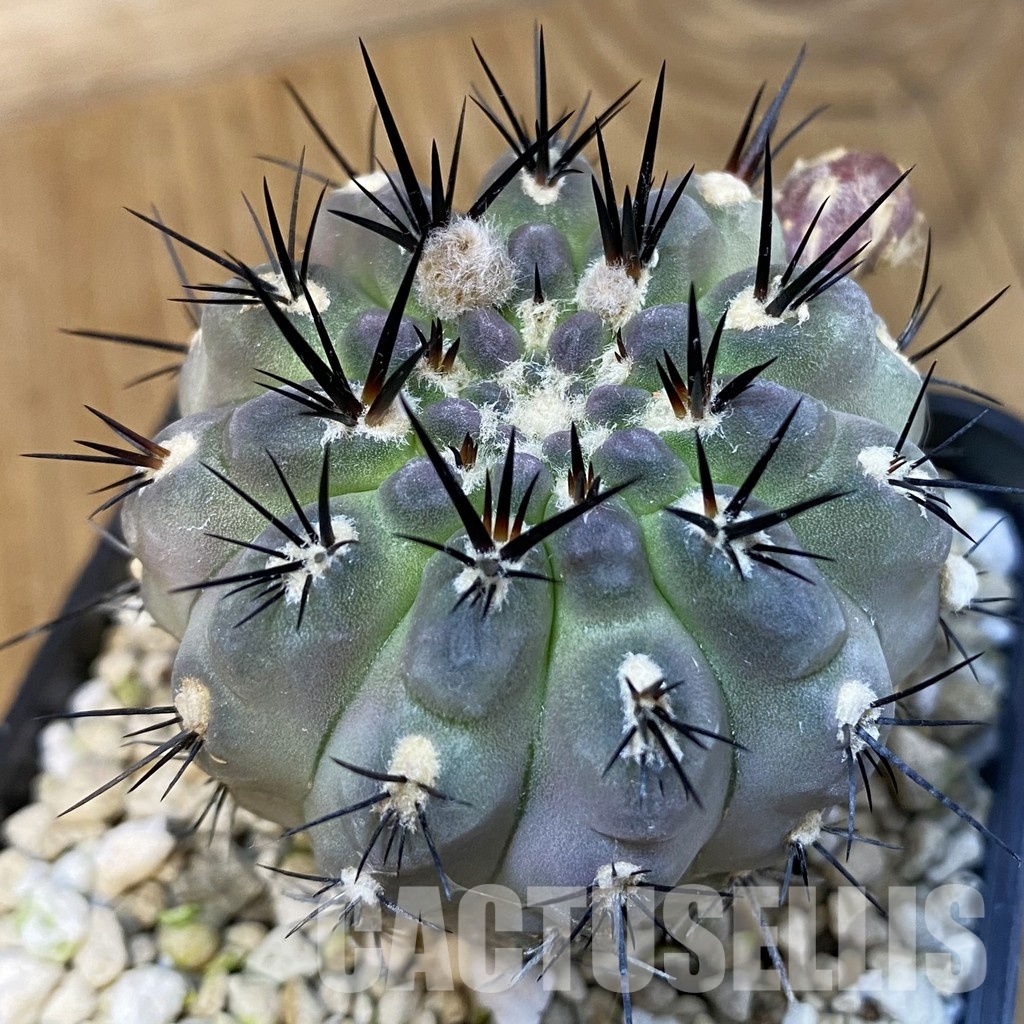 SH30434 Eriosyce deherdtiana, 7 years old