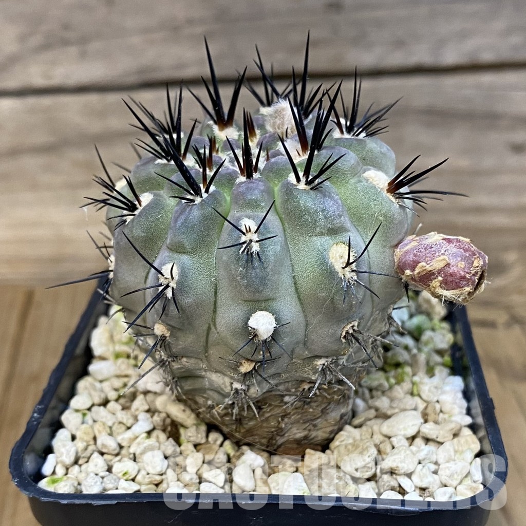 SH30434 Eriosyce deherdtiana, 7 years old - Image 2