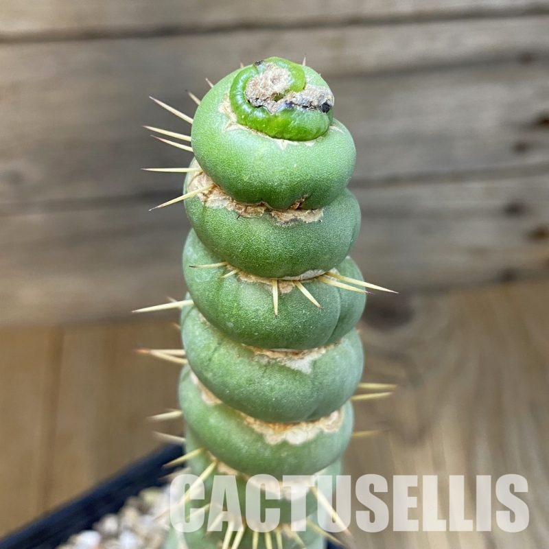 SH31435 Eulychnia castanea 'Spiralis'