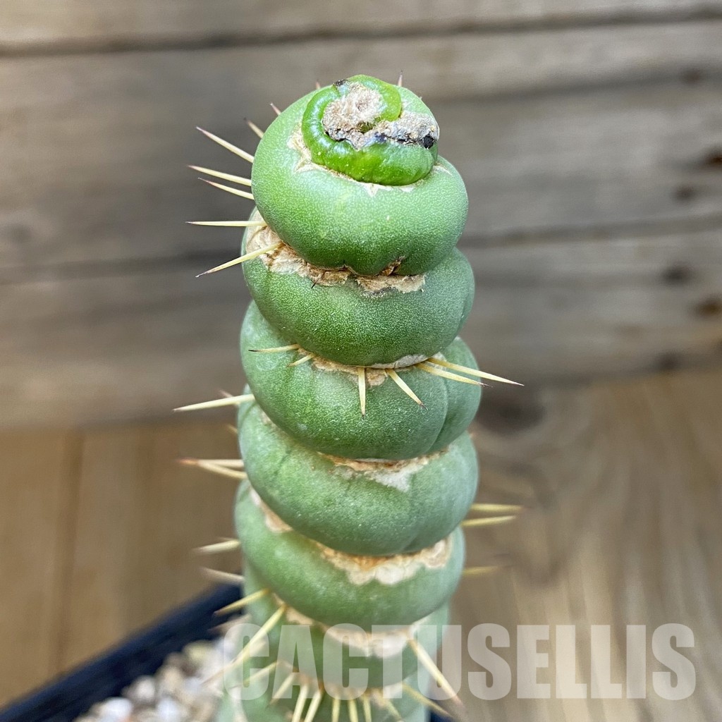 SH31435 Eulychnia castanea 'Spiralis'