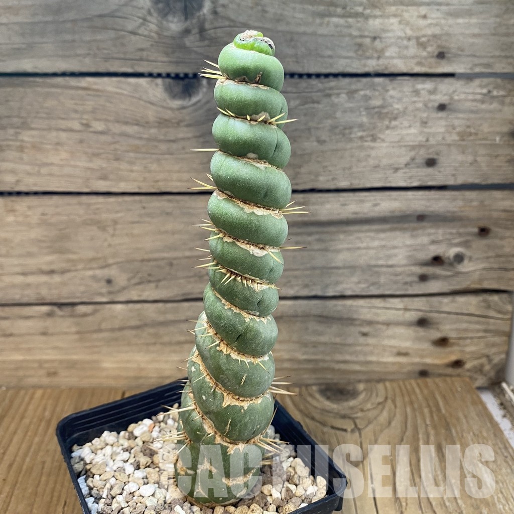 SH31435 Eulychnia castanea 'Spiralis' - Image 2