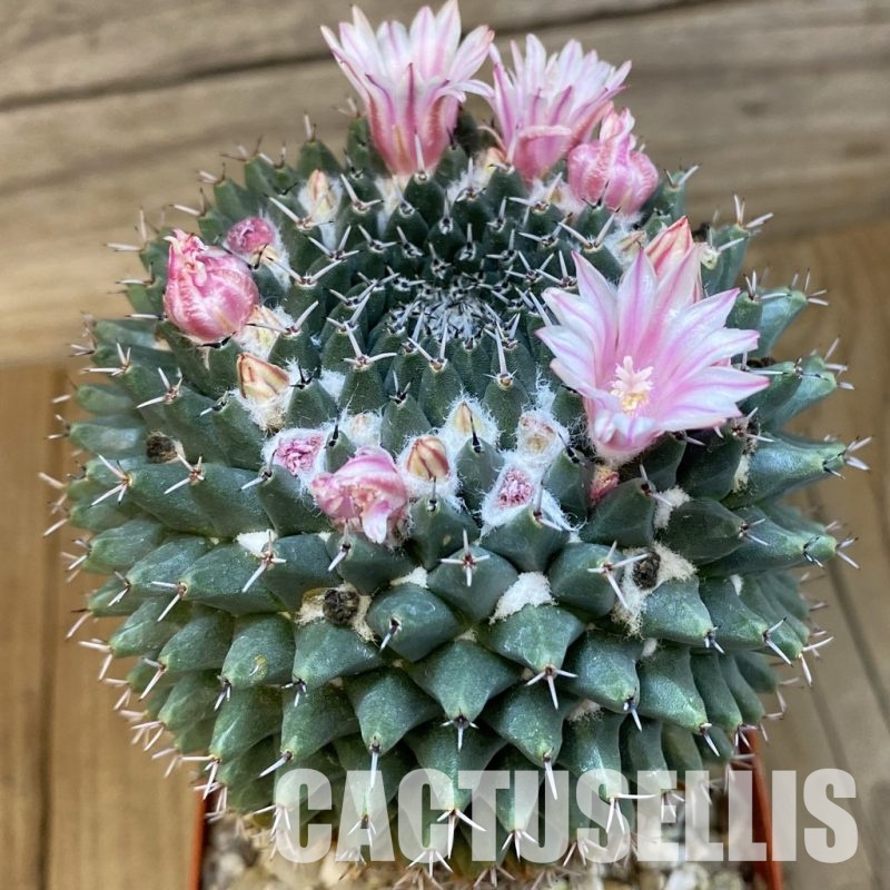 SH31436 Mammillaria pseudocrucigera P491, 10 years old