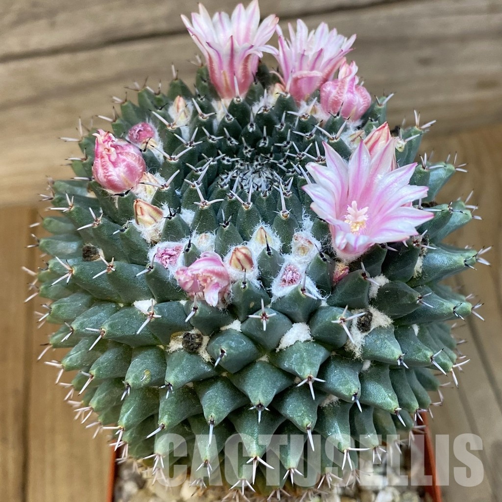 SH31436 Mammillaria pseudocrucigera P491, 10 years old