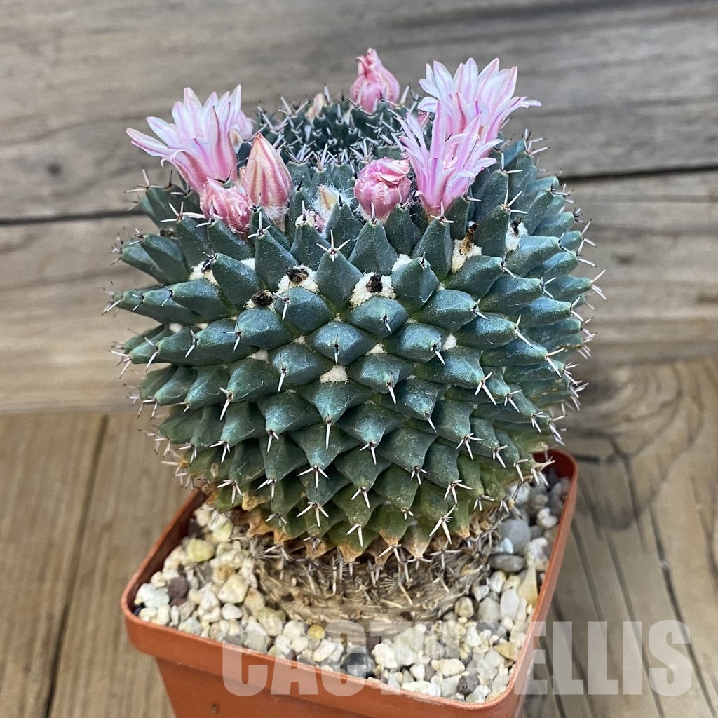 SH31436 Mammillaria pseudocrucigera P491, 10 years old - Image 2