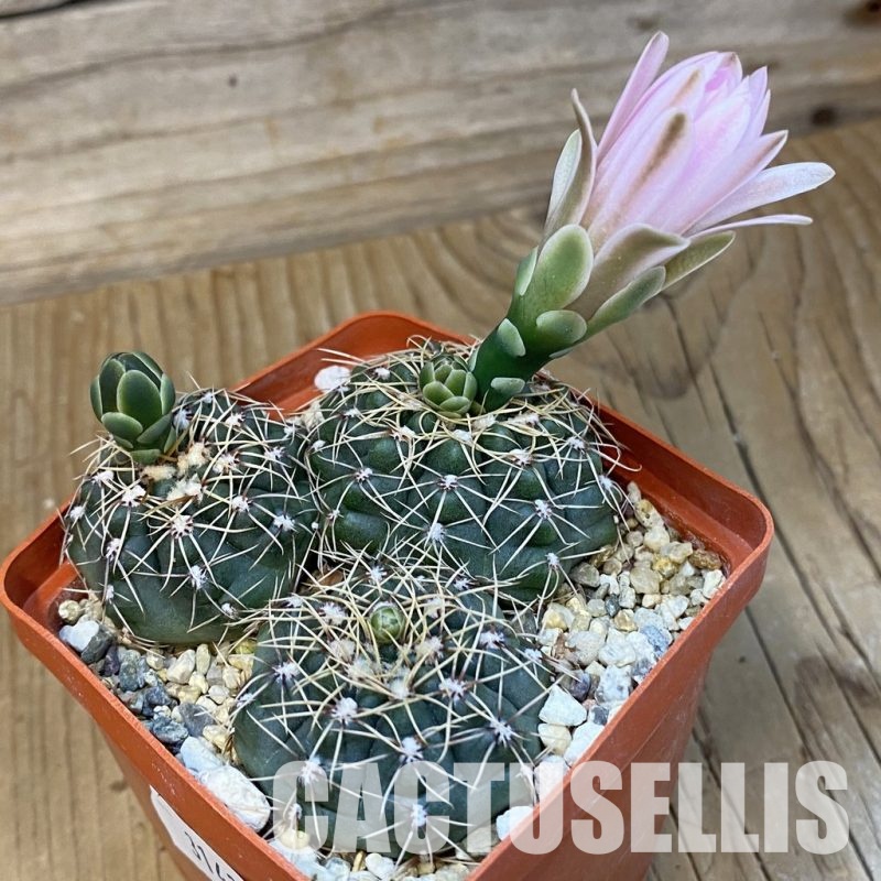 SH31437 Gymnocalycium aff. gaponii, 3 plants seedling
