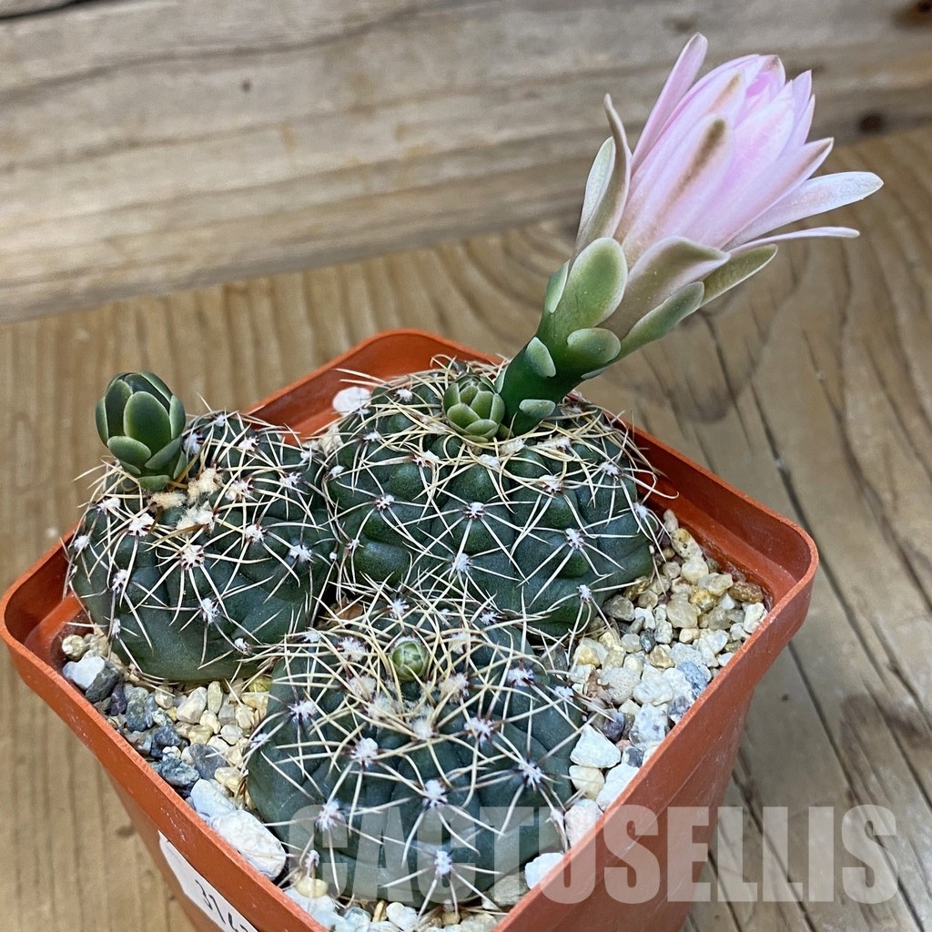 SH31437 Gymnocalycium aff. gaponii, 3 plants seedling