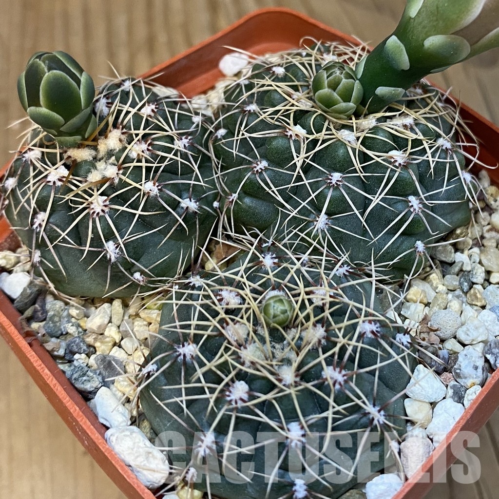 SH31437 Gymnocalycium aff. gaponii, 3 plants seedling - Image 2