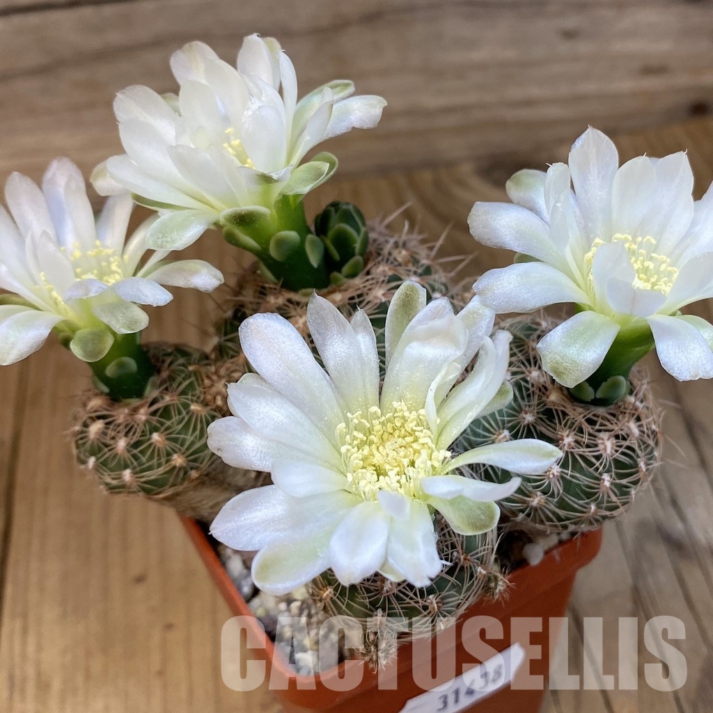 SH31438 Gymnocalycium bruchii ex Bercht 2062, 10 years old