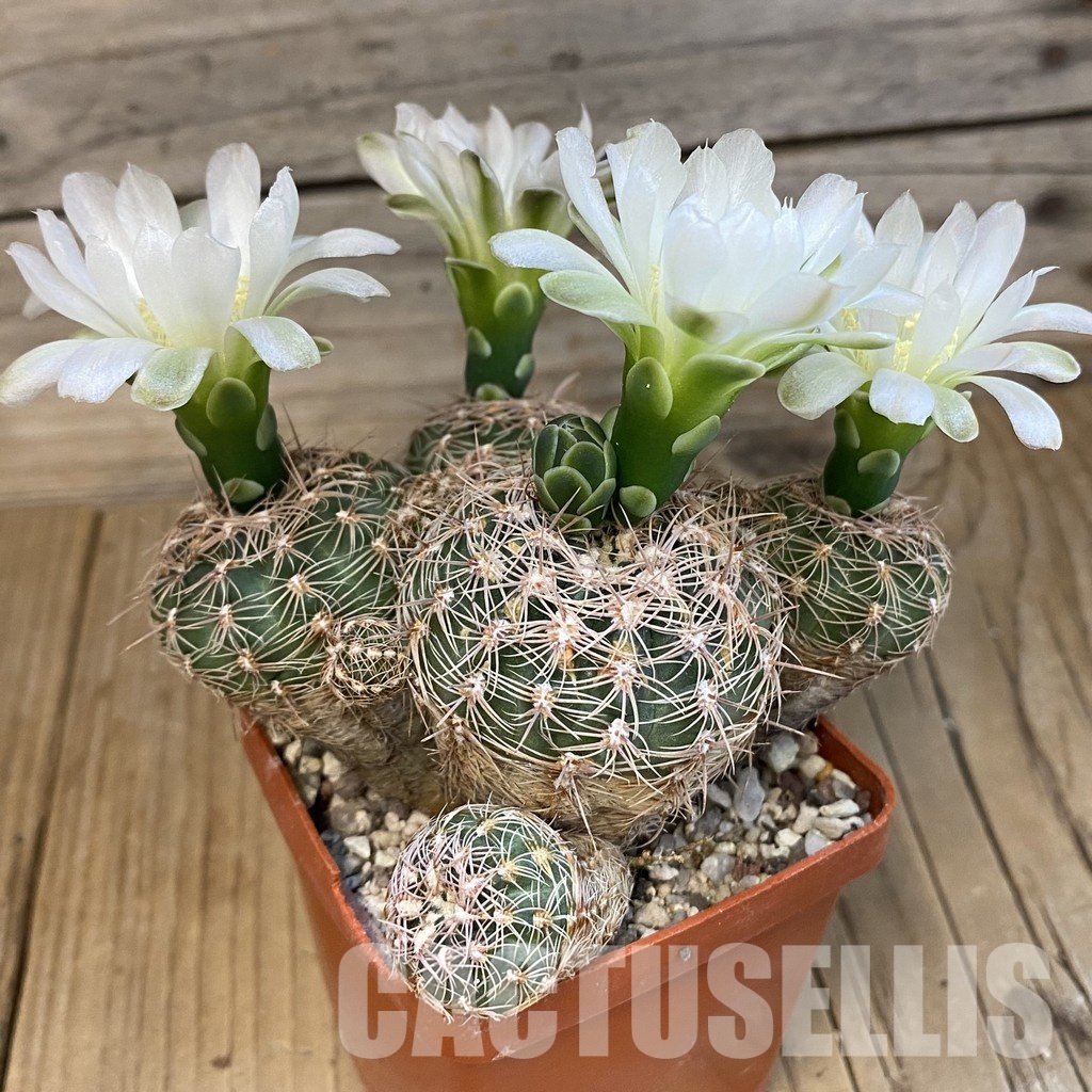 SH31438 Gymnocalycium bruchii ex Bercht 2062, 10 years old - Image 2
