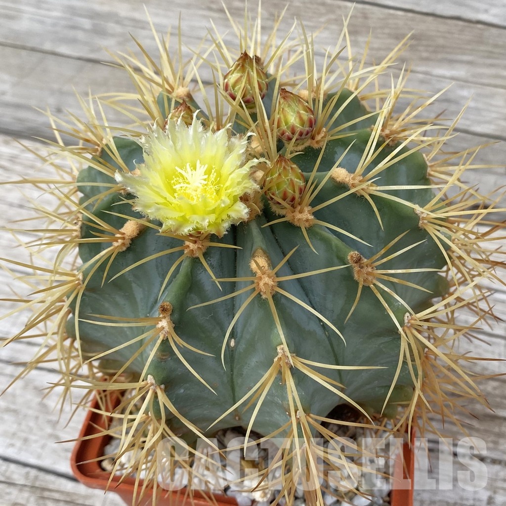 SH31439 Ferocactus glaucescens, 10 years old