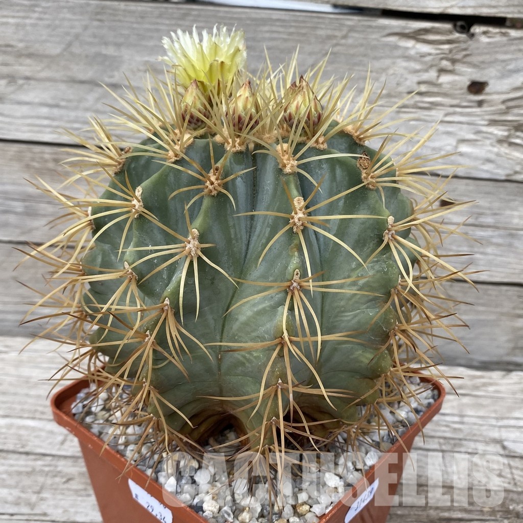 SH31439 Ferocactus glaucescens, 10 years old - Image 2