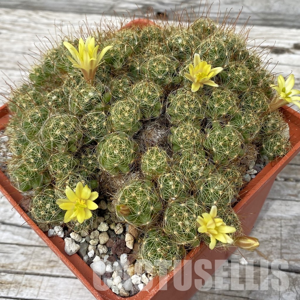 SH31440 Mammillaria surculosa, 10 years old