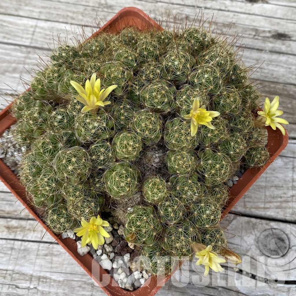 SH31440 Mammillaria surculosa, 10 years old - Image 2