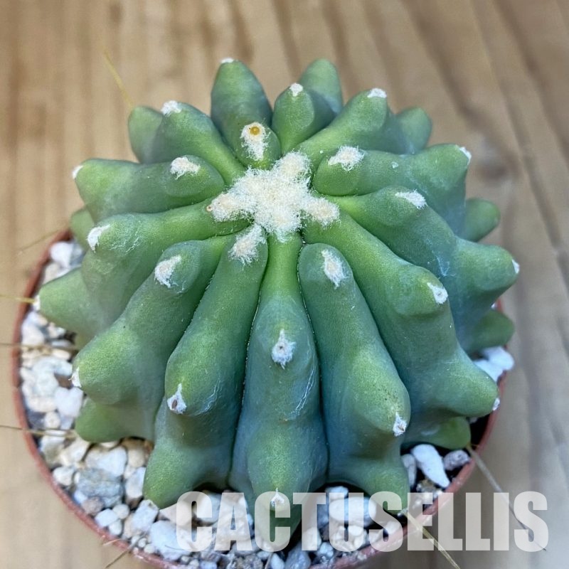 SH31377 Ferocactus glaucescens f. inermis