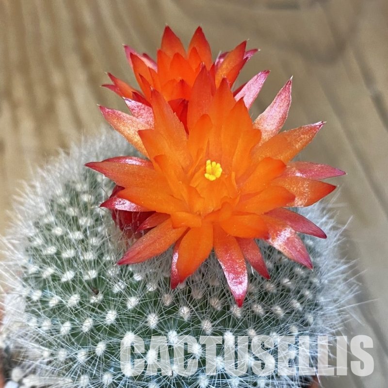 SH31379 Parodia haselbergii