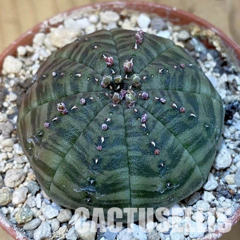 SH31380 Euphorbia symmetrica