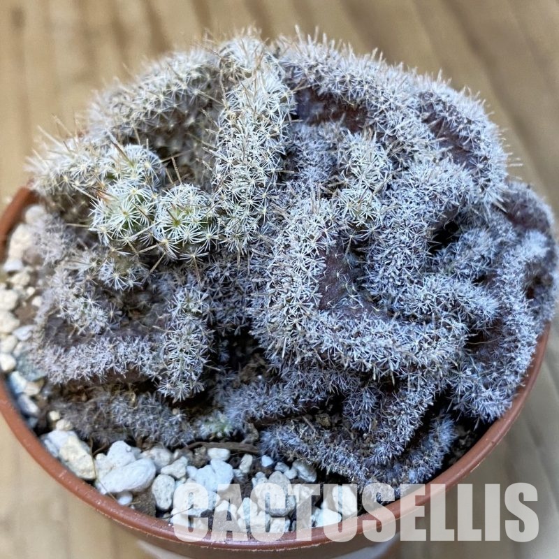 SH31384 Mammillaria perbella f. cristata
