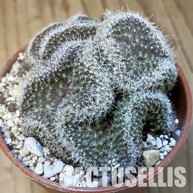 SH31385 Mammillaria perbella f. cristata