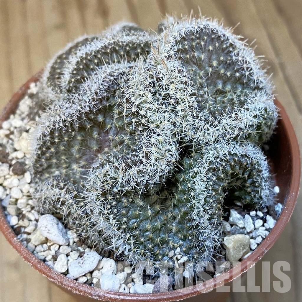 SH31385 Mammillaria perbella f. cristata