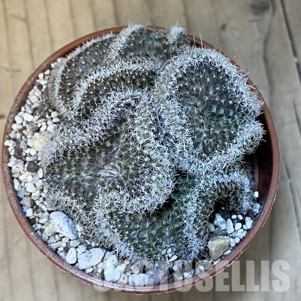 SH31385 Mammillaria perbella f. cristata - Image 2