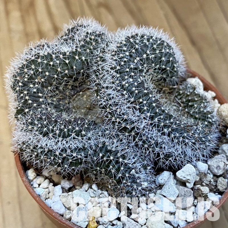 SH31386 Lobivia densispina f. cristata