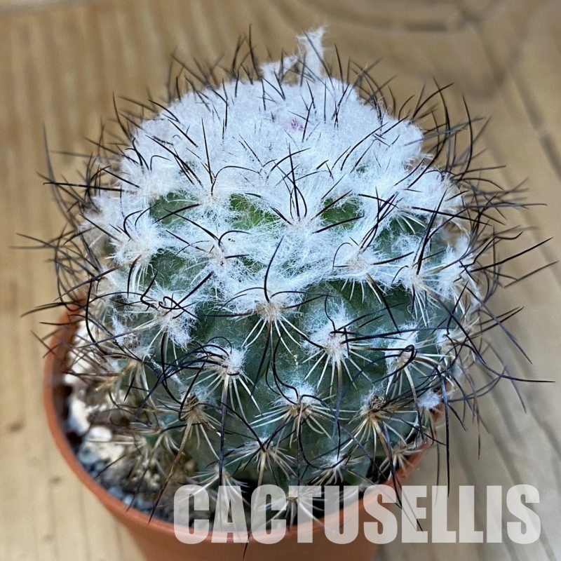 SH31387 Turbinicarpus saueri