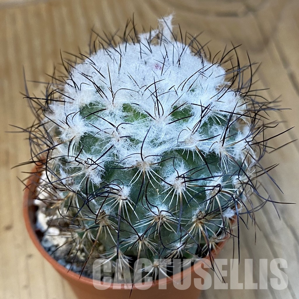SH31387 Turbinicarpus saueri