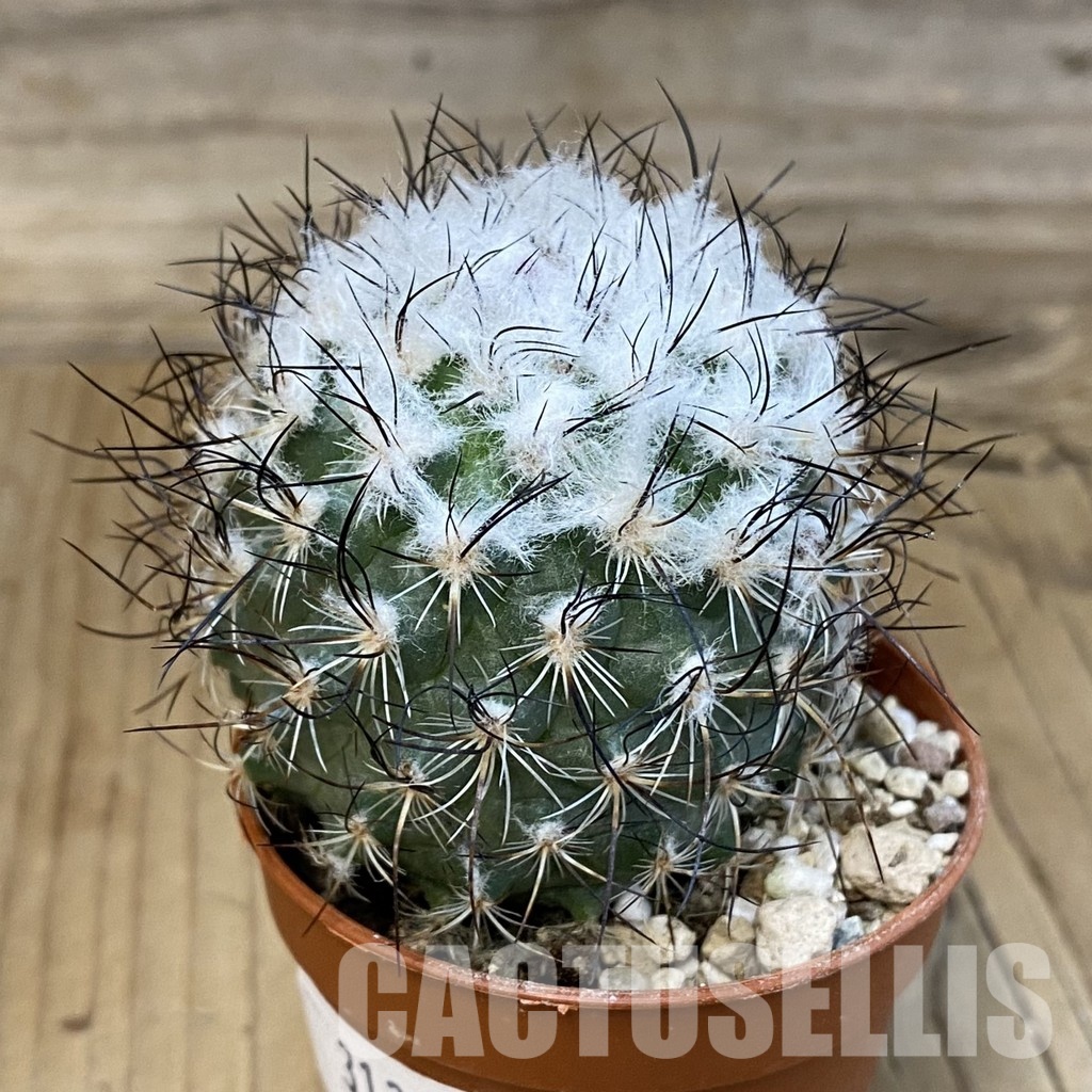 SH31387 Turbinicarpus saueri - Image 2